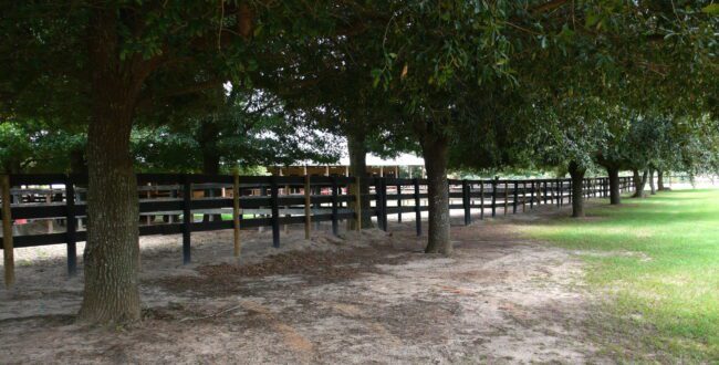 a row of horse fences with trees around them