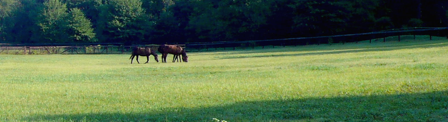 two horses on a grassy field